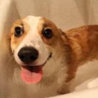 CORGI