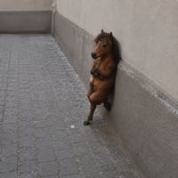Nonchalant Horse