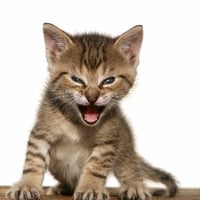 Roaring Kitty Crew