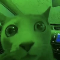 Market Cat
