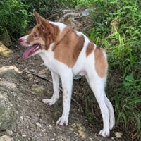 Bailey