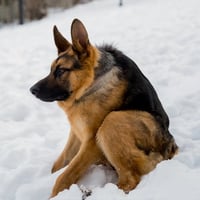 Quasi The Hunchback Hound