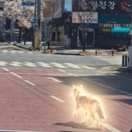 WOLF