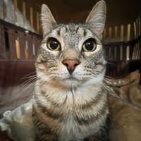 Zazu The Cat
