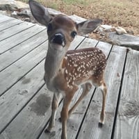 Bambi