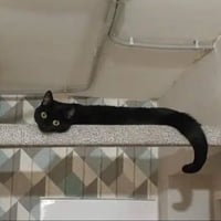 Wormcat