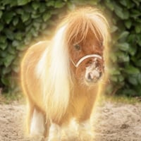 Little Sebastian