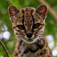 Leopardus Tilcayo logo