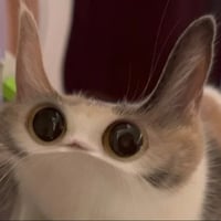 MEEP CAT logo