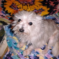 SCHMUTT logo