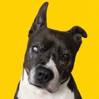 The Peptide Dog