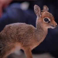 DIKDIK