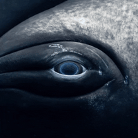 Eye of Female Humpback Whale