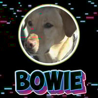 Bowie