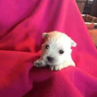 TIMO