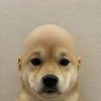 wifout