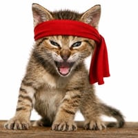 Rambo Kitten logo