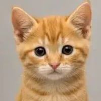 just a cat