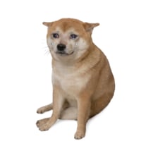 CASH DOG