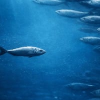 What if everyone is wrong...