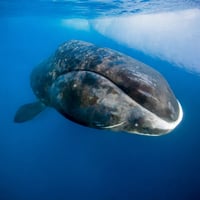 Bowhead Whale