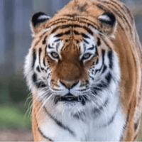 Tschuna the Tiger