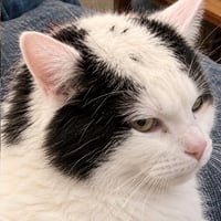 baldcat