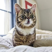 Lil BUB