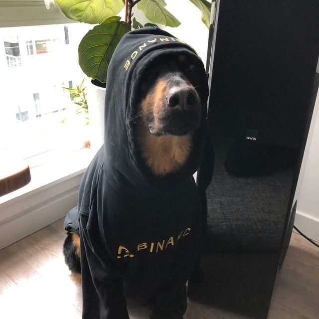 Binance's dog