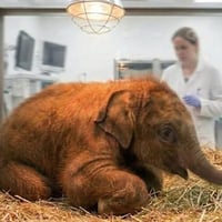 Manny the baby mammoth