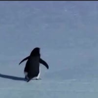Nihilist Penguin