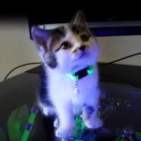 NVIDIA CAT