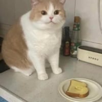 markets dead send this breadcat