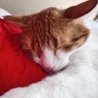 Cat saved by ChatGPT logo