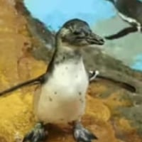 阿零