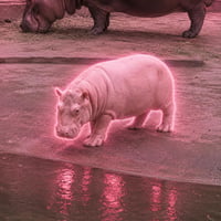 桃桃