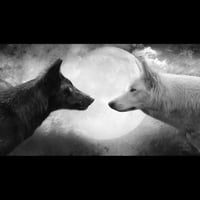 two wolves