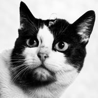 Félicette