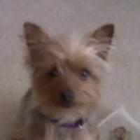 Tinkerbelle