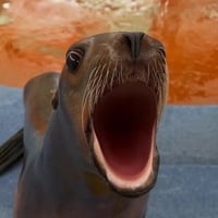 Marcus the sealion