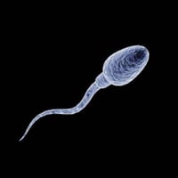 SPERMA