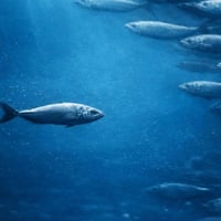 What if everyone is wrong...