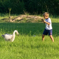 The Goose Killer