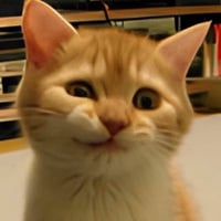 Logo de First Crypto Cat