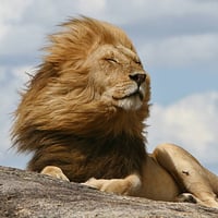 LION logo