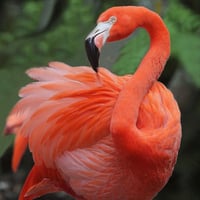 PEACHY logo