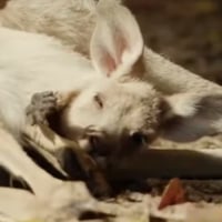 The Royal Kangaroo