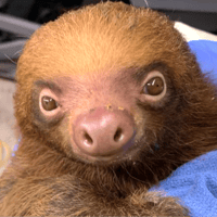SAVE THE SLOTHS logo