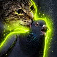The Anxious Pigeon