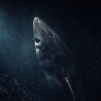 The Greenland Shark